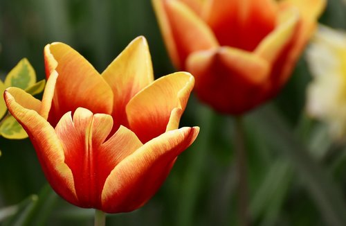 Tulpės,  Gėlės,  Spalvinga,  Spyruokliniai Žiedai,  Raudona,  Geltona,  Pavasaris,  Tulpė Srityje,  Tulpenbluete,  Žydi,  Augalas