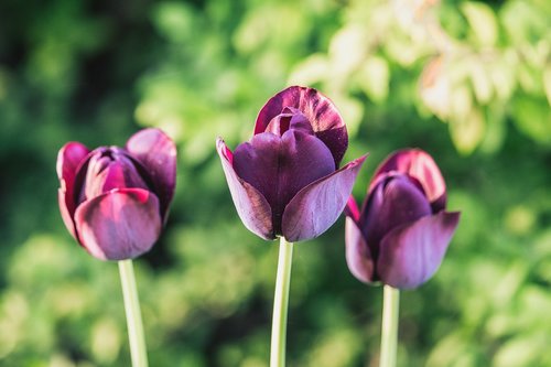 Tulpės,  Violetinė,  Tamsiai,  Žalias,  Pavasaris,  Pobūdį,  Augalų,  Gėlė,  Vasara