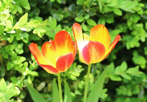 Tulpės,  Du,  Pavasaris,  Balandis,  Menopauzė,  Pavasario Gėlės