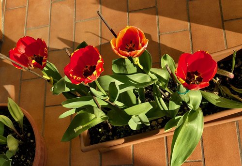 Tulpės,  Gėlė,  Augalas