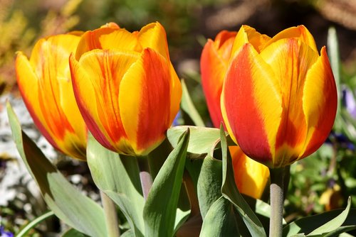 Tulpės,  Spalvinga Tulpių,  Schnittblume,  Tulpė Puokštė,  Spyruokliniai Žiedai,  Zwiebel Pflanze,  Puokštė,  Gėlės,  Spalvinga,  Pavasario Gėlės,  Augalų,  Pavasaris