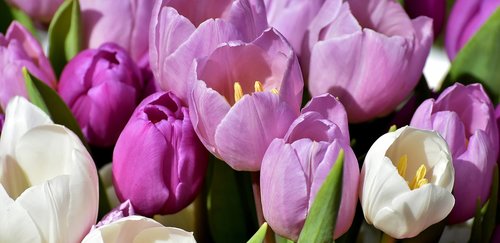 Tulpės,  Violetinė,  Pavasaris,  Gėlės,  Iš Arti,  Violetinė,  Tulip Gėlės,  Violetinės Tulpės,  Floros,  Frühlingsanfang,  Pobūdį,  Sodas,  Tulpės Srityse,  Rožinis,  Tulipa,  Pavasario Gėlė,  Anksti Gama,  Violetinės Gėlės