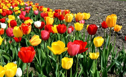 Tulpės,  Gėlės,  Spalvinga,  Spyruokliniai Žiedai,  Raudona,  Geltona,  Pavasaris,  Tulpė Srityje,  Tulpenbluete,  Rožinis,  Žydi,  Augalas