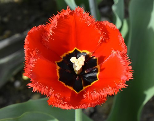 Tulpės,  Gėlės,  Spalvinga,  Spyruokliniai Žiedai,  Pavasaris,  Tulpė Srityje,  Tulpenbluete,  Žydi,  Augalas