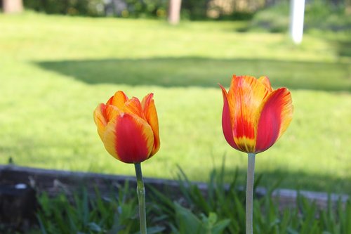 Tulpės,  Gėlės,  Natūralus,  Geltona,  Raudona,  Elastingi,  Oranžinė,  Pavasaris
