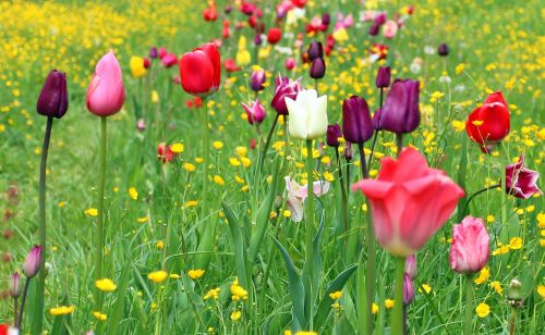 Tulpės, Tulpių Laukas, Tulpenbluete, Gėlės, Spalvinga, Spalva, Žydėti