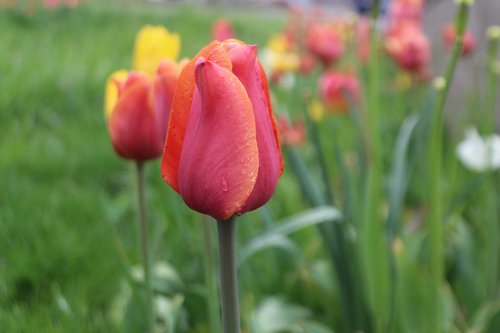 Tulpės,  Raudona,  Žalias,  Pavasaris,  Gėlė