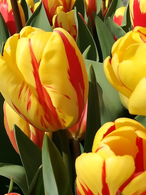 Tulpės,  Gėlės