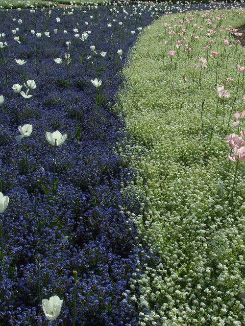 Tulpės, Gėlės, Gėlių Laukai, Parkas