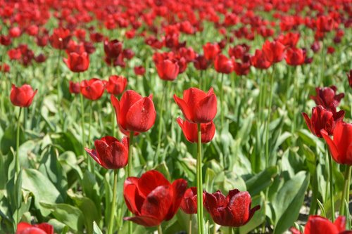 Tulpės,  Kultūra Tulpės,  Gėlės,  Rausvos Tulpės,  Žydėjimo,  Pavasaris,  Tulpė Spyruoklė,  Kultūra Gėlių,  Spyruoklė-Žydėjimo,  Finistère