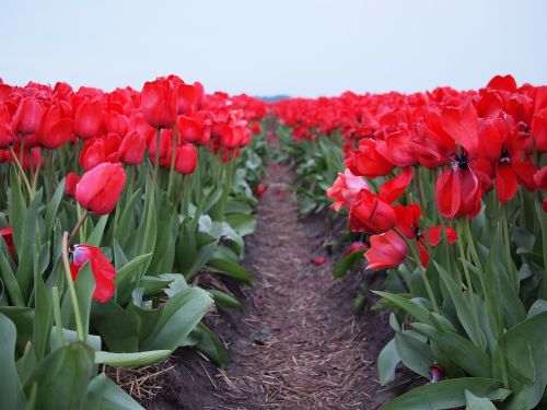 Tulpės, Gėlės, Gėlė, Tulpė, Rožinis, Pavasaris, Žiedas, Laukas, Raudona, Nyderlandai, Holland