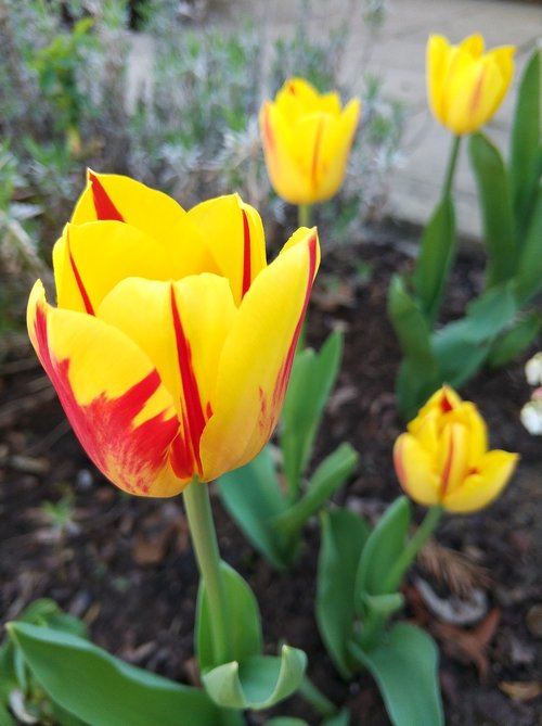 Tulpės,  Geltona