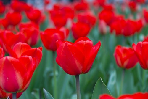 Tulpės, Gėlės, Pavasaris, Žydėti, Gražus, Raudona