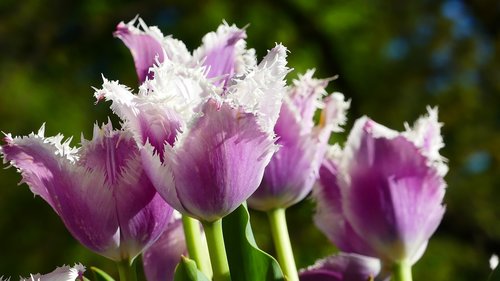 Tulpės,  Augalų,  Violetinė,  Gėlės,  Schnittblume,  Pavasaris,  Pavasario Gėlės