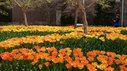 Tulpės,  Pavasaris,  Oranžinis