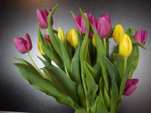 Tulpės,  Pavasaris,  Gėlės,  Žiedas,  Žydi,  Pobūdį,  Pavasario Gėlė,  Olandija
