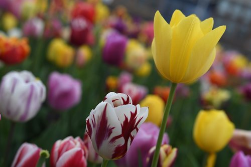 Tulpės,  Nyderlandai,  Gėlė,  Žiedlapiai,  Augalai
