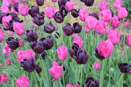 Tulpės,  Gėlė,  Pobūdį,  Rožinis,  Gėlės,  Pavasaris,  Spalva,  Olandija,  Tulpė Srityje,  Pavasario Gėlė,  Sodininkystė