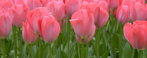 Tulpės,  Keukenhof,  Olandija,  Gėlė,  Parkas,  Gėlės,  Tulpių Laukai