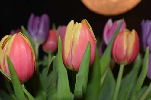 Tulpės, Gėlės, Spalva, Holland