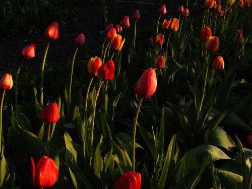 Tulpės, Gėlės, Šviesus, Pavasaris, Gamta, Sodo Gėlės