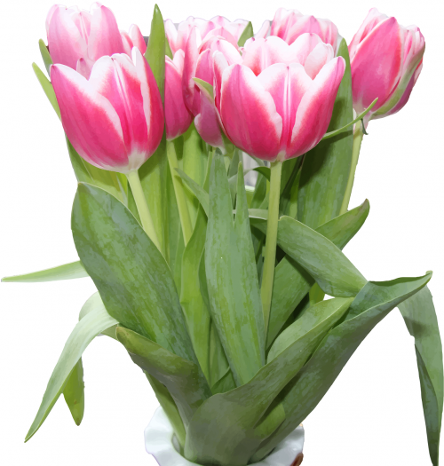 Tulpės, Gėlės, Rožinis, Nemokama Vektorinė Grafika