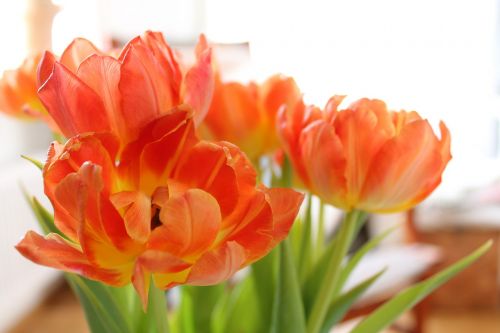 Tulpės, Oranžinė, Vulkanizavimas