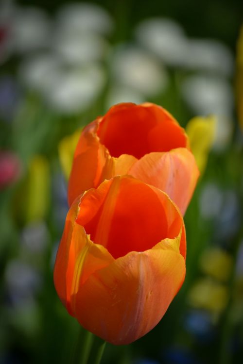 Tulpės, Gėlė, Pavasaris, Gėlės, Oranžinė, Flora, Gamta