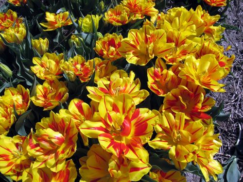 Tulpės, Flora, Geltona, Pavasario Gėlės, Gėlės