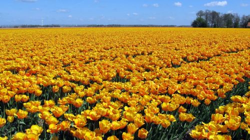 Tulpės, Holland, Tulpių Laukas, Gėlė, Tulpenbluete, Pavasaris, Gamta, Žydėjo, Spalvinga, Žydėti, Geltona, Gėlių Sritis, Spalva