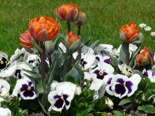 Tulpės, Gėlės, Pavasaris, Parkas, Lova, Pansy, Violetinė, Altas, Violaceae