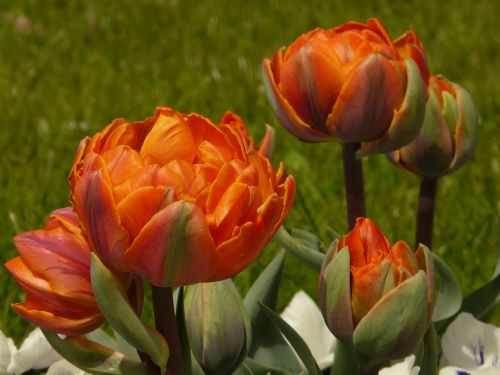 Tulpės, Užpildytas, Sodas, Pavasaris, Gėlės, Oranžinė