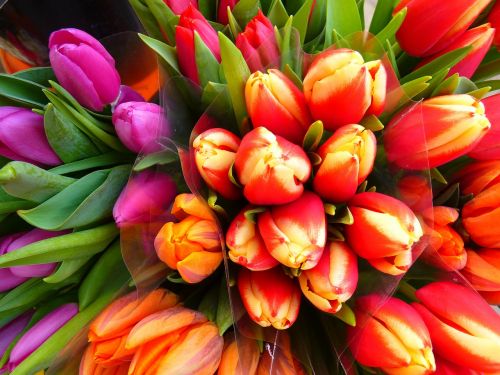 Tulpės, Pavasaris, Spalvinga, Puokštė, Žydėti, Gėlė, Gėlės