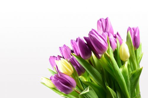 Tulpės, Tulpių Puokštė, Gėlės, Žydėti, Spalvinga, Vasara, Strausas