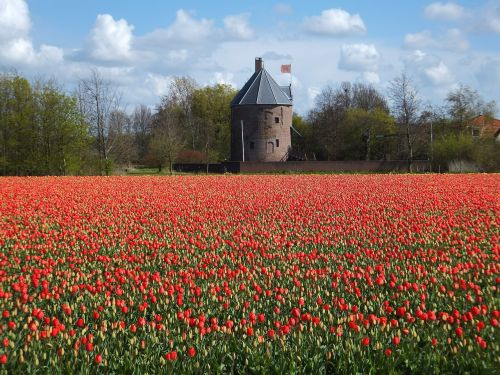 Tulpės, Gėlė, Holland, Lemputė, Gėlės, Pilis, Pavasaris, Žydėti, Gamta, Nyderlandai, Augalai