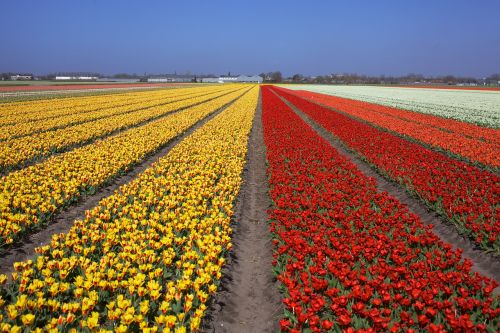 Tulpės, Gėlių Laukas, Holland, Nyderlandai, Olandų, Gėlė, Geltona, Pavasaris, Gėlių, Keukenhof