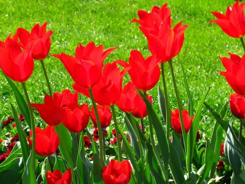 Tulpės, Gėlės, Pavasaris, Spalva, Intensyvus, Raudona, Achromatizuotas