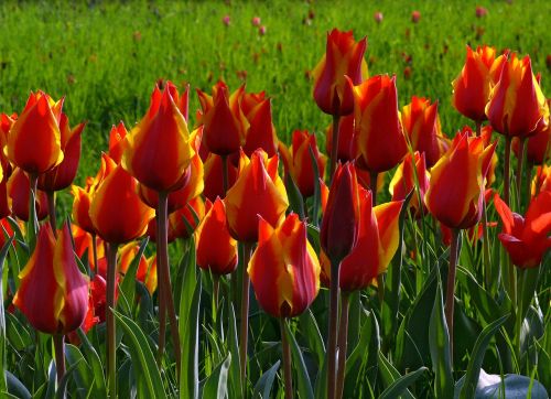 Tulpės, Raudona, Žalias, Gėlės, Gamta, Pavasaris