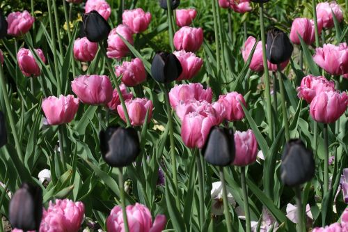 Tulpės, Juoda, Rožinis, Gėlė, Pavasaris