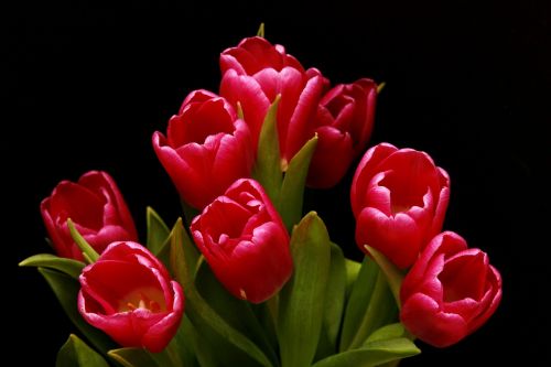 Tulpės, Raudona, Rožinis, Lelija, Augalas, Dekoratyvinė Gėlė, Uždaryti, Raudonos Tulpės, Gėlės, Pavasaris, Gamta, Žydėti, Emocija, Flora, Schnittblume