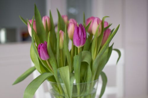 Tulpės, Gėlės, Pavasaris, Rožinis, Violetinė, Žydėti, Tulpių Puokštė, Vazos, Spalvinga, Romantiškas, Valentino Diena