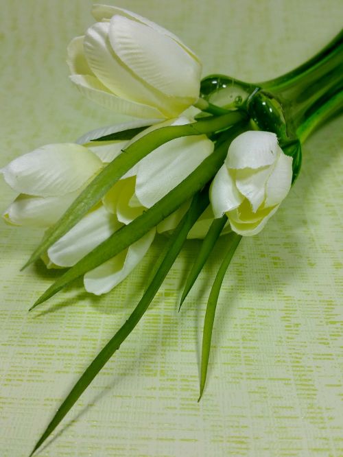 Tulpės, Balta, Pavasaris, Gėlės, Vazos
