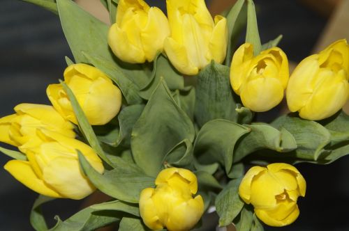 Tulpės, Tulpių Puokštė, Puokštė, Pavasaris, Pavasario Gėlė, Strausas, Augalas, Žiedas, Žydėti, Tulipa, Schnittblume, Gėlės, Geltona