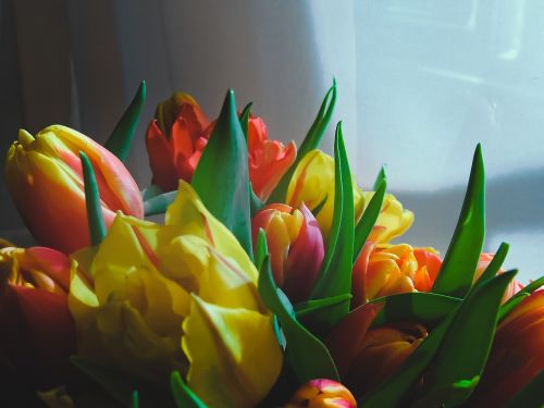 Tulpės, Gėlės, Šviesus, Pavasaris, Geltona, Raudona, Pavasario Gėlės