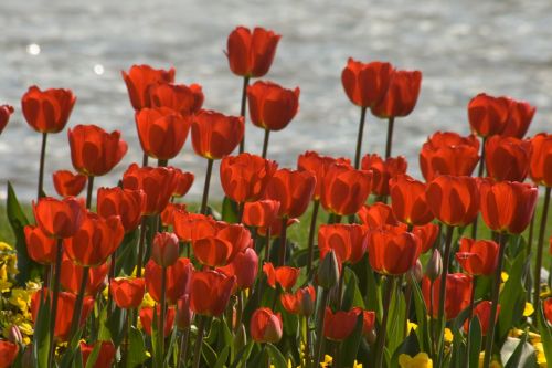 Tulpės, Gėlių Nuolaidos, Pavasaris