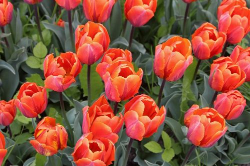Tulpės, Tulipa, Lelija, Liliaceae, Sodo Augalas, Schnittblume, Spalva, Žydėti, Gėlės, Gamta, Tulpenbluete, Tulpių Laukas