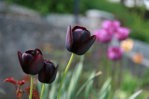 Tulpės, Gėlė, Gamta, Violetinė, Augalai, Gėlės
