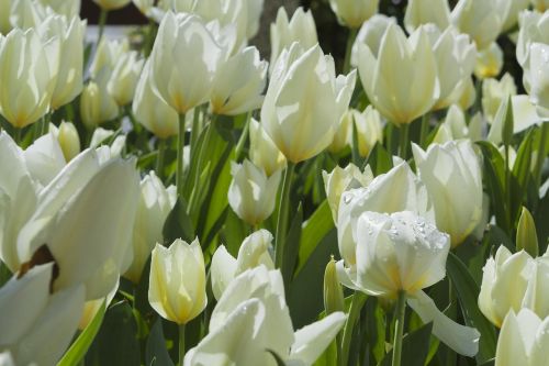 Tulpės, Balta, Flora, Sodas, Pavasaris