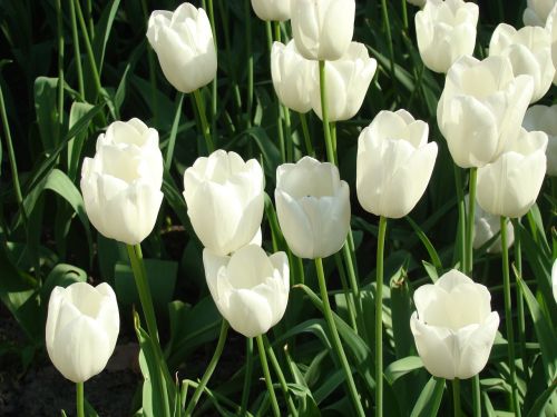 Tulpės, Balta, Gėlės, Flora, Pavasaris, Sodas