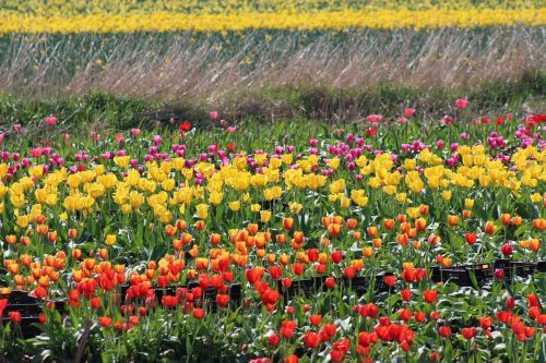 Tulpės, Ūkis, Pavasaris, Spalvinga, Laukas, Gėlė, Gėlių, Kanada, Spalva